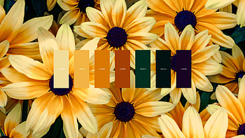 Flowers color palette, Vibrant blooms, Ultra HD wallpaper