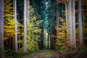 Forest, trees, green, pathway, autumn HD wallpaper