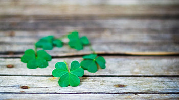 ♣, lucky, graphy, clover, green, spring HD wallpaper