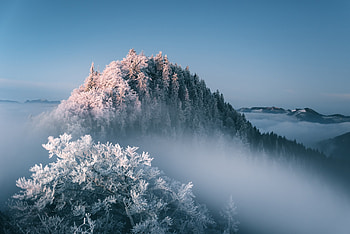 Mist, fog, tree, forest, winter HD wallpaper