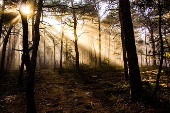 A serene forest scene with sunlight streaming through misty trees, creating a tranquil atmosphere. HD wallpaper