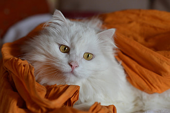 Cat, kitten, kitty, cats, cute, beautiful, paws, sleeping, cat face, pretty, animals, face, lovely, hat HD wallpaper