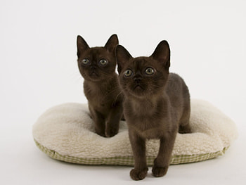 Sable Burmese , cat , background, Beautiful feline HD wallpaper