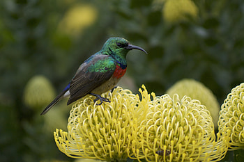 Animals, Flower, Bird, Palestinian Sunbird, Palestinian Nectar HD wallpaper