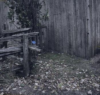 Lonely Flower, barn, color, fall, bush, colorized, beautiful, old fashioned, leaves, old, fence, antique, morning glory HD wallpaper