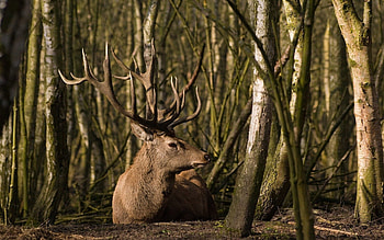 Animals, Trees, Grass, Forest, Lie, To Lie Down, Deer HD wallpaper