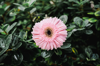 Flowers, Petals, Bud, Dew, Gerbera HD wallpaper