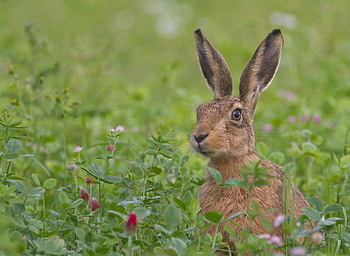 Animals, Flowers, Grass, Muzzle, Fright, Hare HD wallpaper
