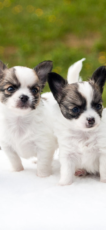 Runt of the Liter with Siblings :), baby animal, dog, cute, puppy, Animal HD phone wallpaper