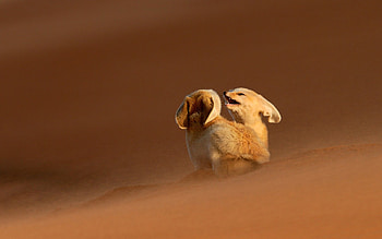 Fennec Fox, Beautiful , Cute desert dweller, Sandy habitat HD wallpaper