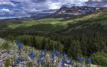 Rolling Hills, rolling, nature, hills, flowers HD wallpaper