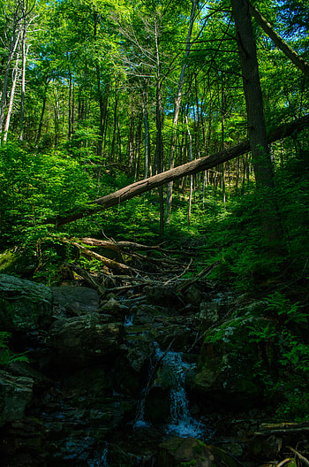 Nature, Trees, Stones, Bush, Forest, Creek, Brook HD phone wallpaper
