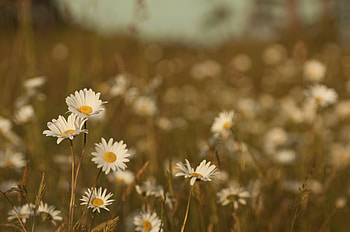 Flowers, Grass, Summer, Camomile, Macro, Field, Color, Meadow, Heat, Warmth HD wallpaper