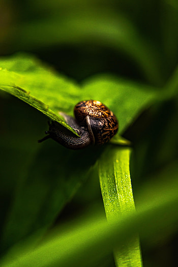 Macro, Leaf, Sheet, Snail HD phone wallpaper