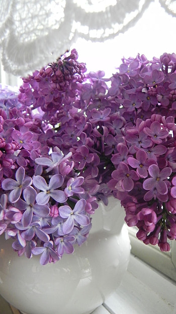 Lilac, Violet, Flower HD phone wallpaper