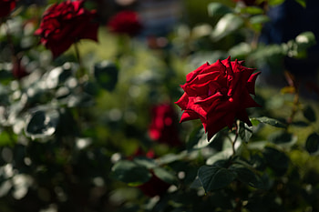 Flowers, Rose Flower, Rose, Bud, Blur, Smooth, Flower Bed, Flowerbed HD wallpaper