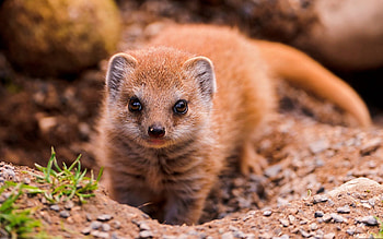 Animals, Sight, Opinion, Animal, Mongoose HD wallpaper