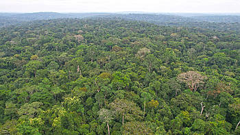 Gabon Travels, Massaha community, Protecting sacred forest, Conservation in Africa HD wallpaper