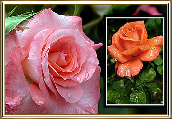 FRAMED ROSES, NATURE, ROSES, , FRAMED HD wallpaper