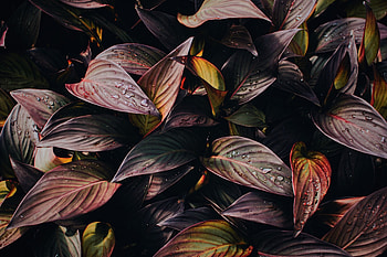 Nature, Drops, Plant, Foliage HD wallpaper