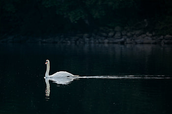 Swan Bird, swan, birds, love, dark HD wallpaper