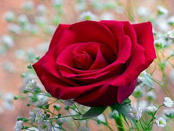 Lonely red rose, beautiful, lonely, nice, rose, delicate, pretty, red, nature, flowers, lovely HD wallpaper