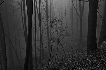 Nature, Trees, Forest, Bw, Chb, Posts, Pillars HD wallpaper