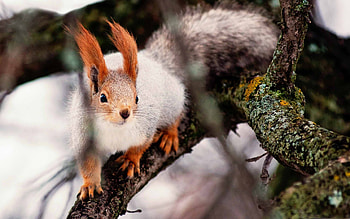 Nimble squirrel, MacBook Air HD wallpaper