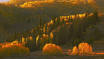 Golden Glowing Hillside in Park City, Utah, landscape, colors, trees, fall, usa HD wallpaper