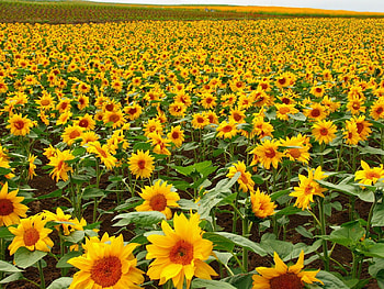 Sunflower close up, close up, sunflower HD wallpaper