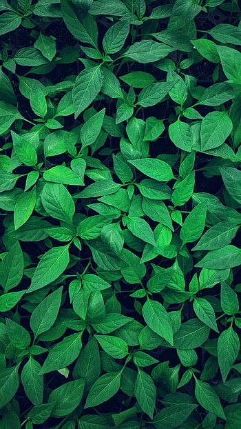 Plant leaves green , Organic growth, Botanical wonders, Nature's art HD phone wallpaper