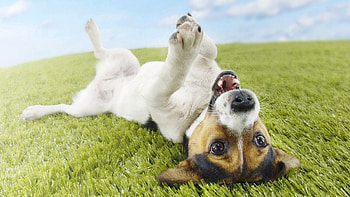 Animals, Grass, To Lie Down, Lie, Dog, Playful HD wallpaper