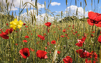 Poppies in Grain, poppies, summer, field, grain, flowers HD wallpaper