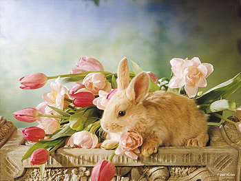 Bunny in a Basket, bunny, animals HD wallpaper