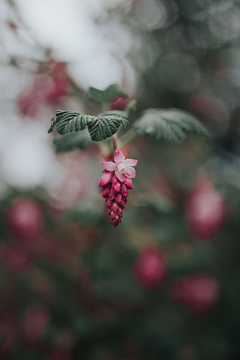 Flowers, Leaves, Pink, Flower, Blur, Smooth, Bloom, Flowering HD phone wallpaper