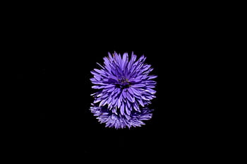 Vibrant purple flower with soft petals and reflection on a sleek black background. HD wallpaper