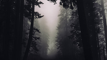 Foggy forest, Gothic Art HD wallpaper