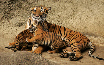 Tiger with cubs, Motherly love, Family bond, Exquisite wilderness HD wallpaper