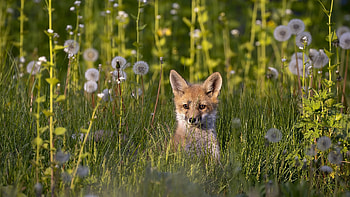 Fox Cub, animal, fox, cub, field HD wallpaper