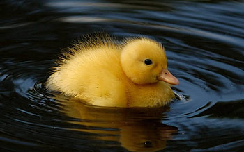 Adorable baby duck, , Princessnomy's , Cute fandom HD wallpaper