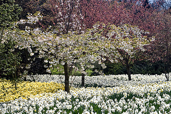 Greenwich_Park_in_bloom., white, trees, colors, nature, flowers, bloom, park HD wallpaper