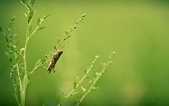 Grass, Macro, Blur, Smooth, Insect, Grasshopper HD wallpaper