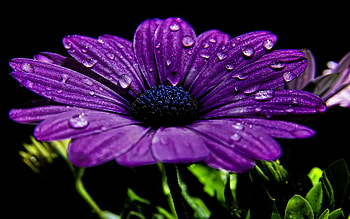 Plants, Flowers HD wallpaper