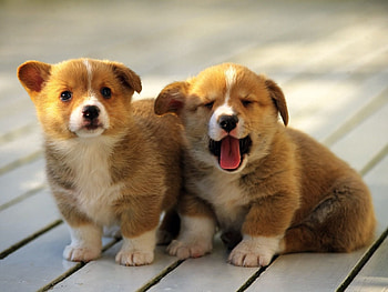 Animals, Couple, Pair, Spotted, Spotty, To Yawn, Yawn, Puppies, Wooden Floor HD wallpaper