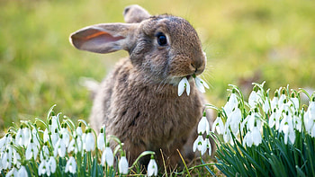 Bunny, animal, snowdrop, flower, cute, easter, rodent, spring HD wallpaper