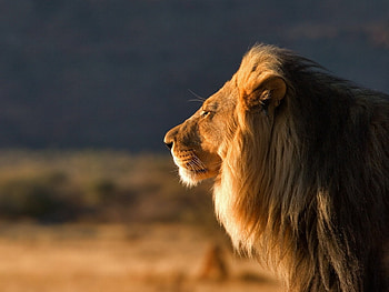 Animals, Muzzle, Lion, Mane, Profile, Wool HD wallpaper