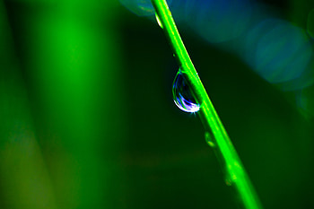 Grass, Macro, Blur, Smooth, Drop HD wallpaper