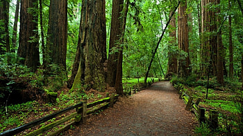 Sequoia National Park, national park, trees, Redvud, forest, California HD wallpaper