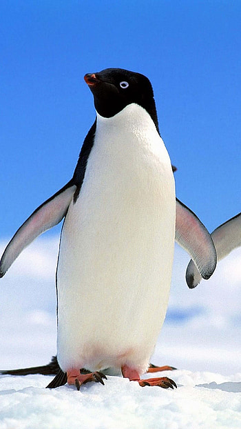 Animal flair, Penguin , Ethan Anderson's post, Creative visuals HD phone wallpaper