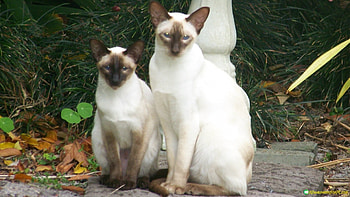 Siamese cats, garden, cat, green, saimese HD wallpaper